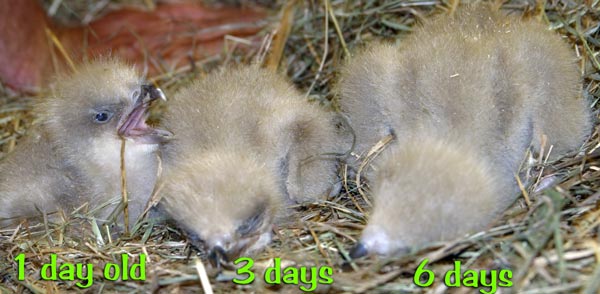 3babybaldeagles-nest-days