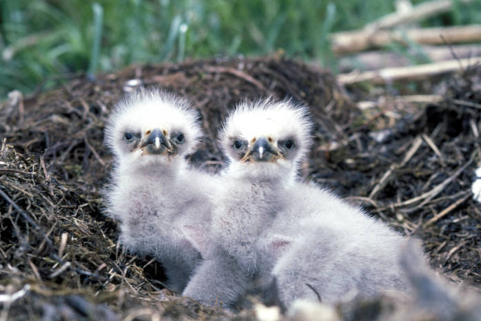 Bald-eagle-chicks-nest