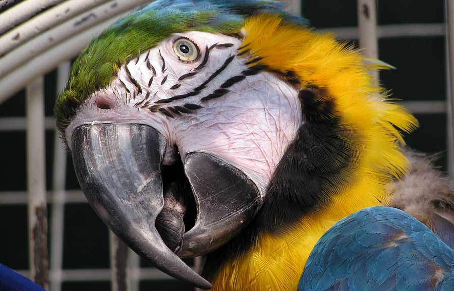 macaw-parot