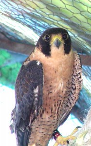perigrine-falcon-187x300